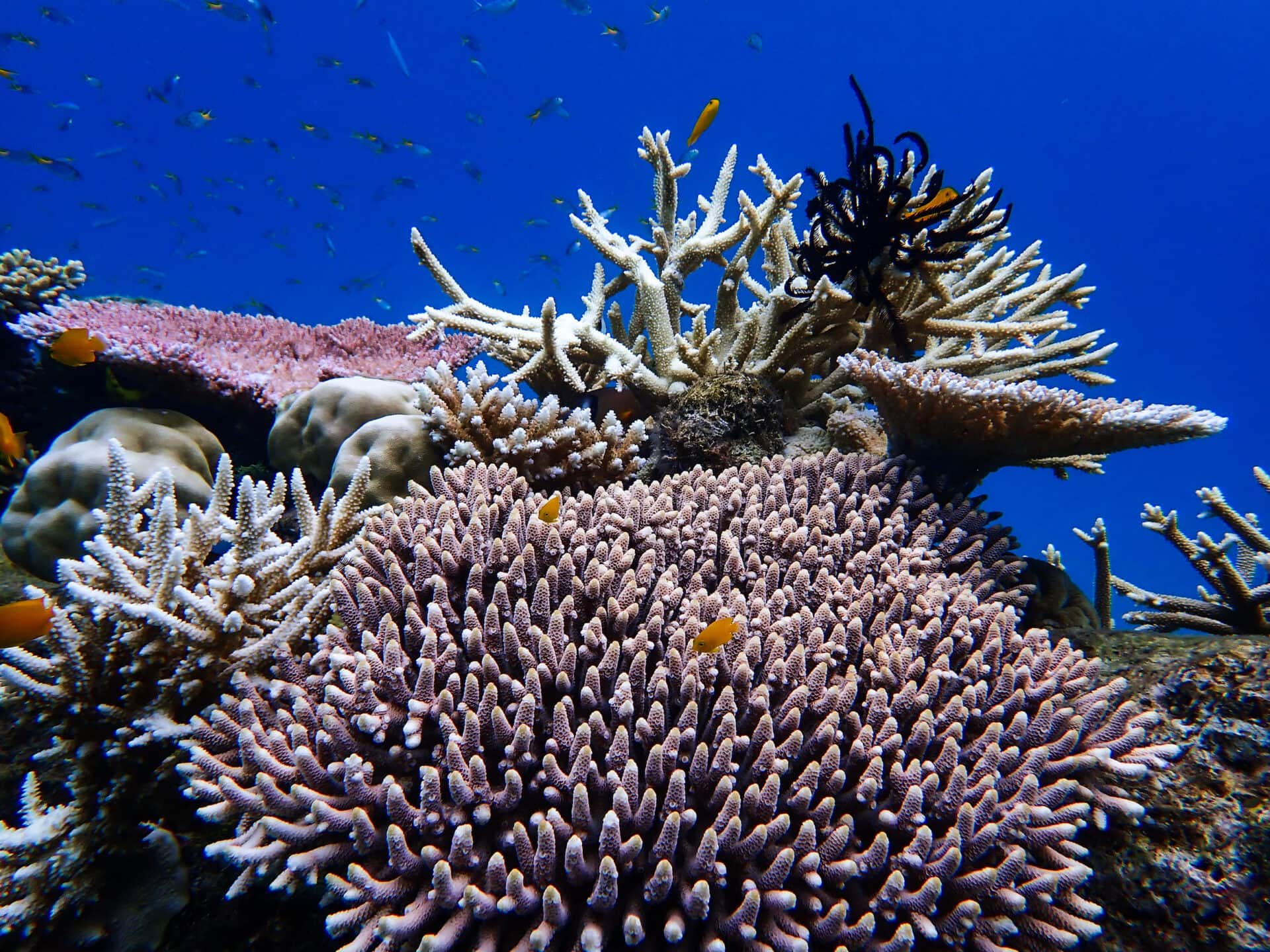 Hard Corals
