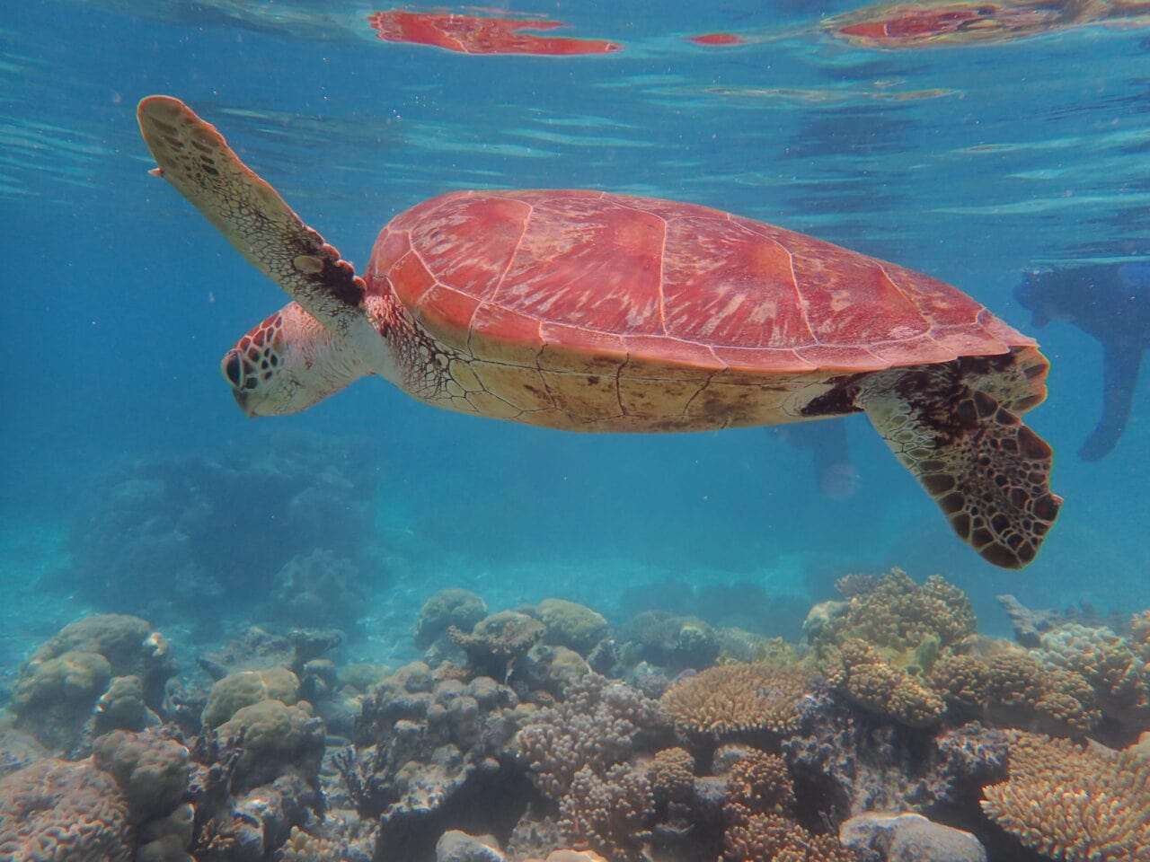 Chill Turtle